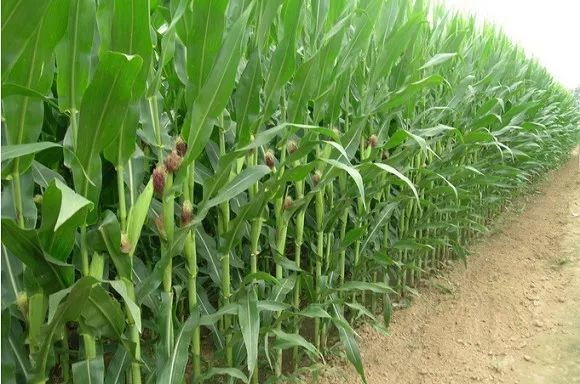 土壤肥料检测仪在玉米种植方面的应用